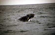 Balena megattera