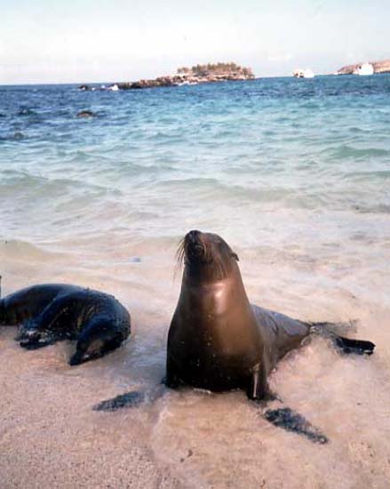 Leone marino, Galapagos