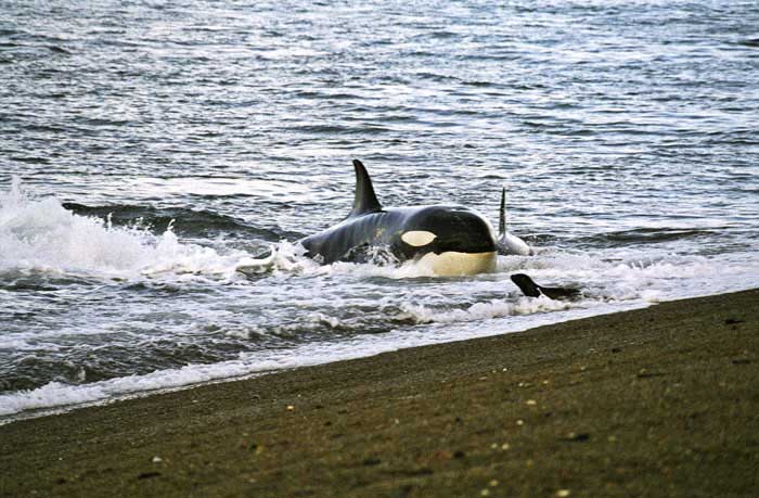 Orca in Patagonia