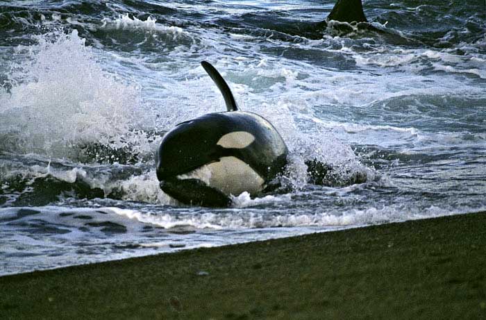 killer whale