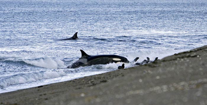 Orca sulla spiaggia
