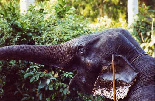 Elefante in Thailandia