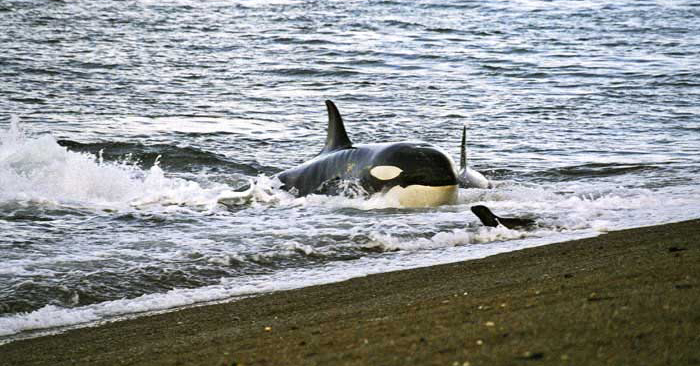 Orca in Patagonia