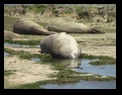 Elefanti marini