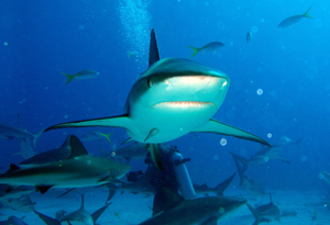 Caribbean Reef Sharks