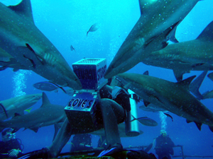 Shark feeding