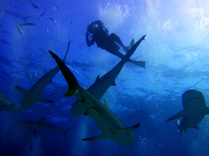 Squali alle Bahamas