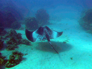 Bull ray