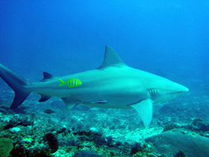 Bull shark