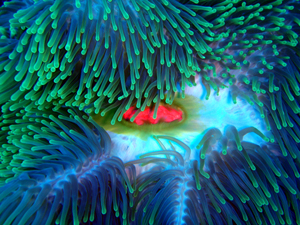 Cuore di anemone