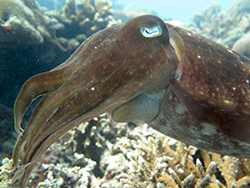 Seppia gigante