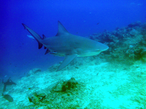 Bull Shark