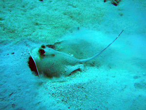 Sting ray, Fiji