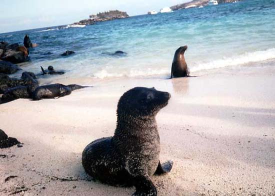 Leone marino, Galapagos