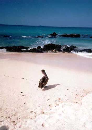 Pellicano