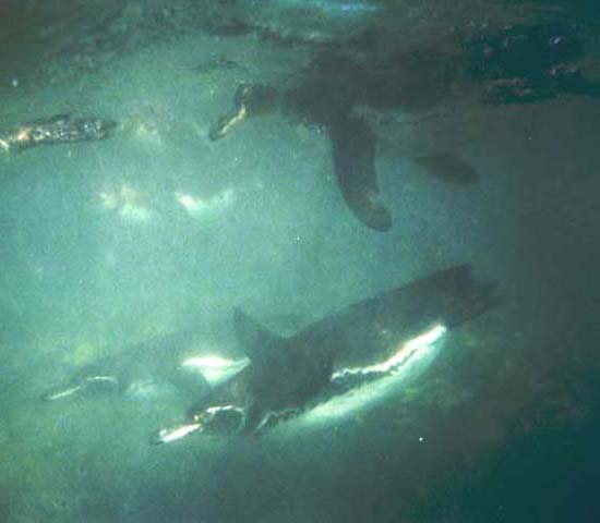 Immersione con i Pinguini