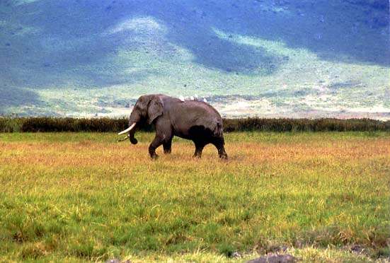 Elefante, Ngorongoro